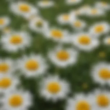 A close-up view of chamomile flowers in a field