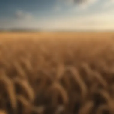 A serene landscape showcasing wheat fields under the sun